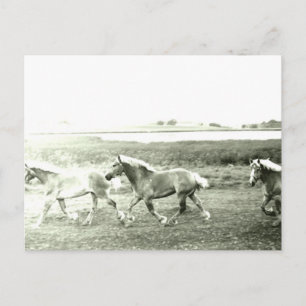 Clydesdales Vykort