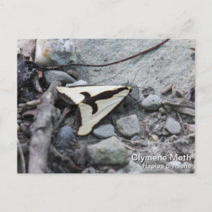 Clymene Moth Vykort