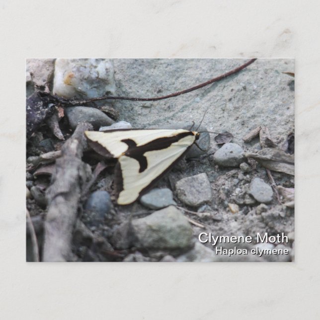 Clymene Moth Vykort (Framsida)