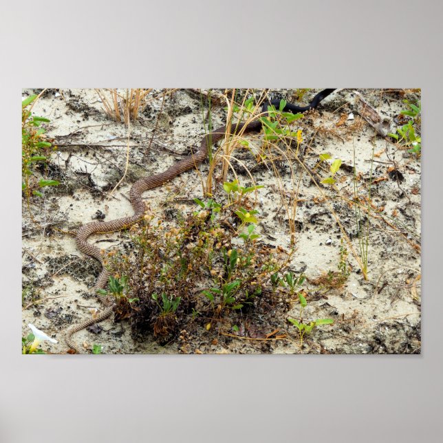 Coachwhip Snake Poster (Framsidan)