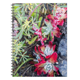 Coast Dudleya vid Point Reyes National Seashore Anteckningsbok