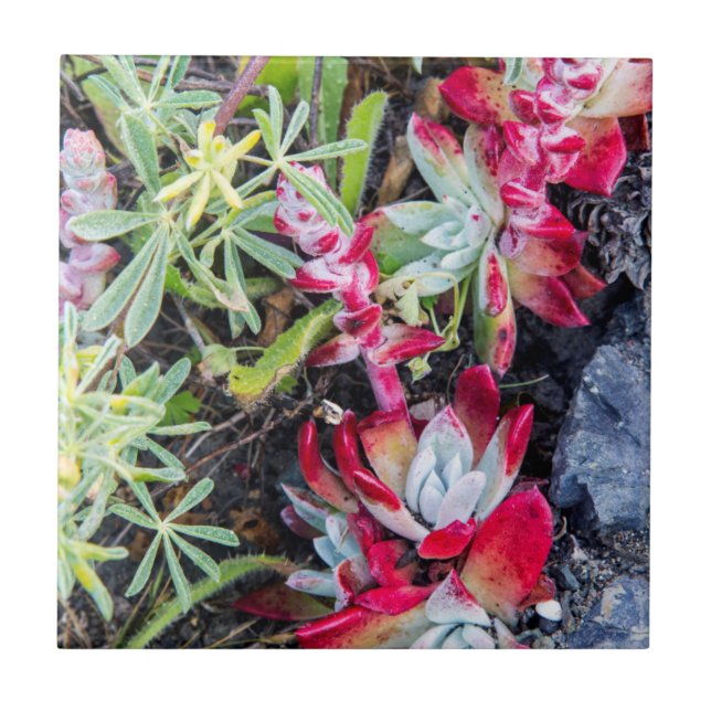 Coast Dudleya vid Point Reyes National Seashore Kakelplatta (Framsidan)