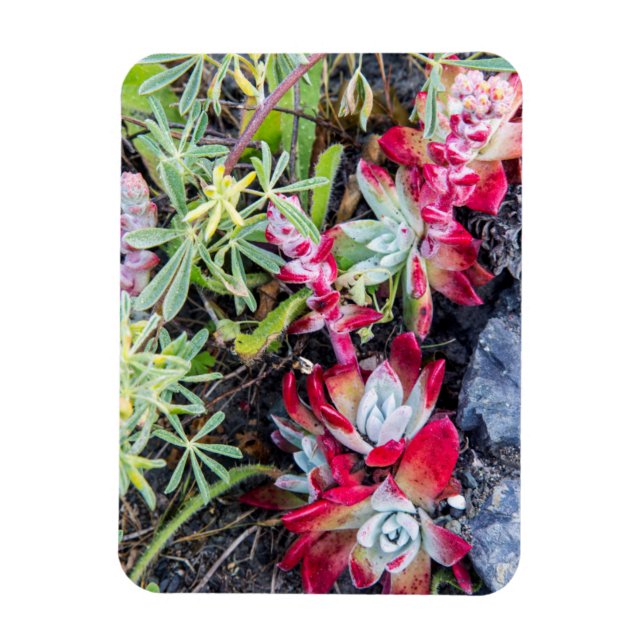 Coast Dudleya vid Point Reyes National Seashore Magnet (Vertikal)