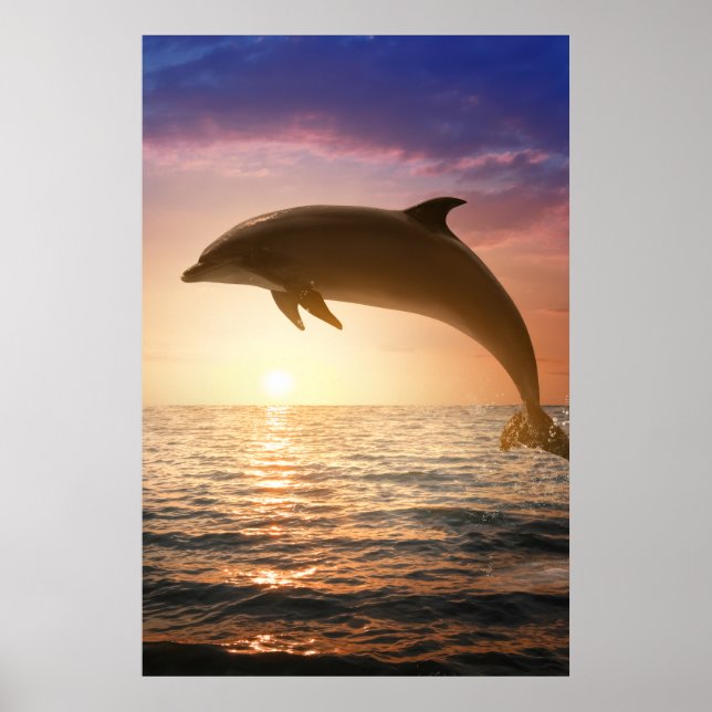 Coastal Dolphin Poster (Framsidan)