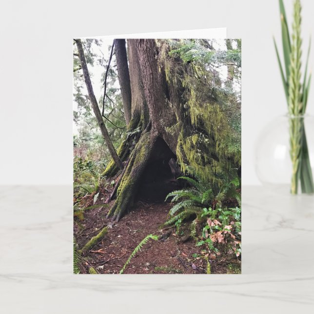 Coastal Forest Loop Trail, Cape Dissit, WA Kort (Framsida)