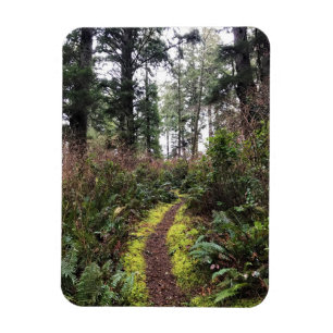 Coastal Forest Loop Trail, Cape Dissit, WA Magnet