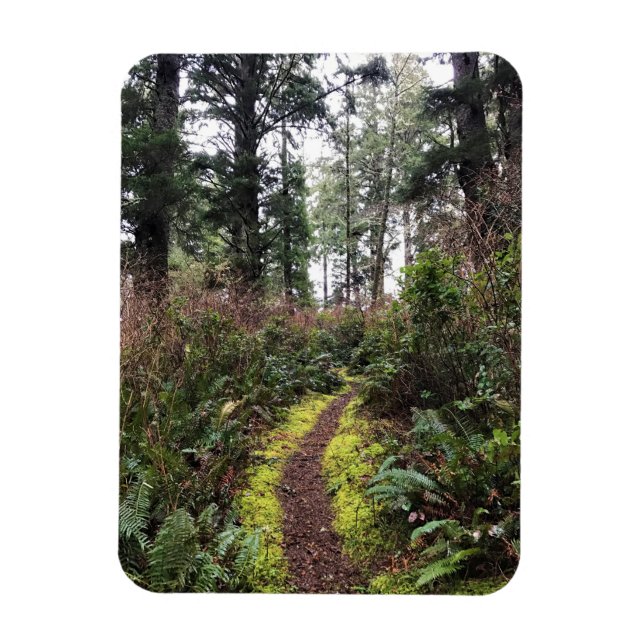 Coastal Forest Loop Trail, Cape Dissit, WA Magnet (Vertikal)