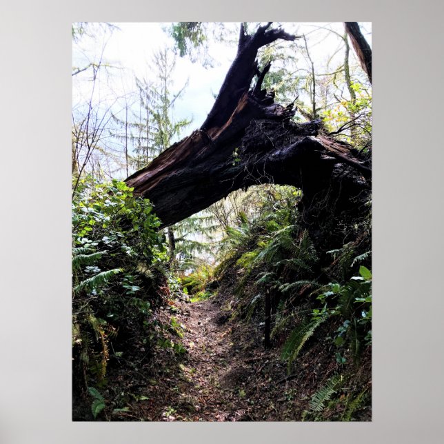 Coastal Forest Loop Trail, Cape Dissit, WA Poster (Framsidan)