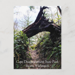Coastal Forest Loop Trail, Cape Dissit, WA Vykort