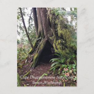 Coastal Forest Loop Trail, Cape Dissit, WA Vykort