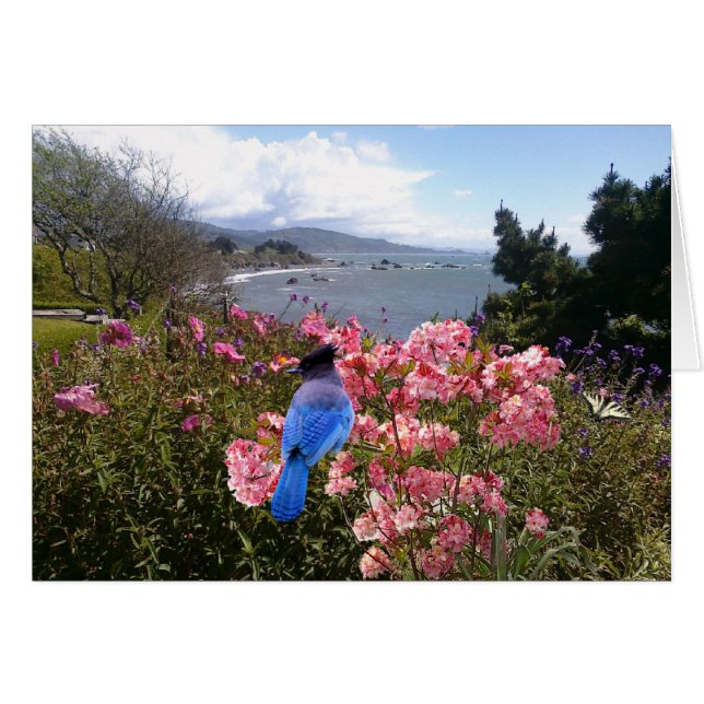 Coastal Jay Hälsningskort (Framsidan Horizontal)