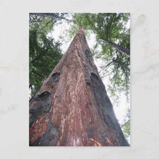 Coastal Redwood - Big Sur, Kalifornien Vykort (Framsida)