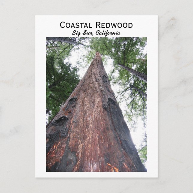 Coastal Redwood - Big Sur, Kalifornien Vykort (Framsida)