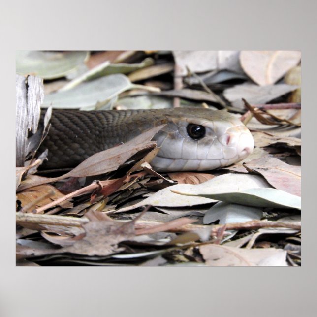 Coastal Taipan Poster (Framsidan)