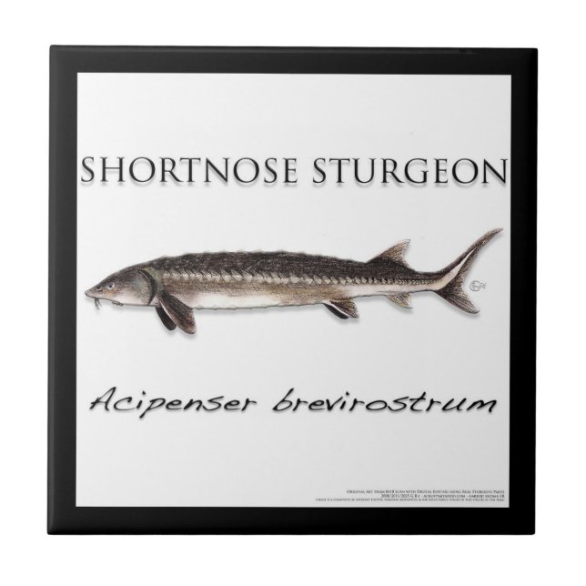 COASTER - STURGEON FISH SHORTNOSE - acigifts@yahoo Kakelplatta (Framsidan)