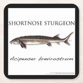 COASTER - STURGEON FISH SHORTNOSE - acigifts@yahoo Underlägg Papper Kvadrat