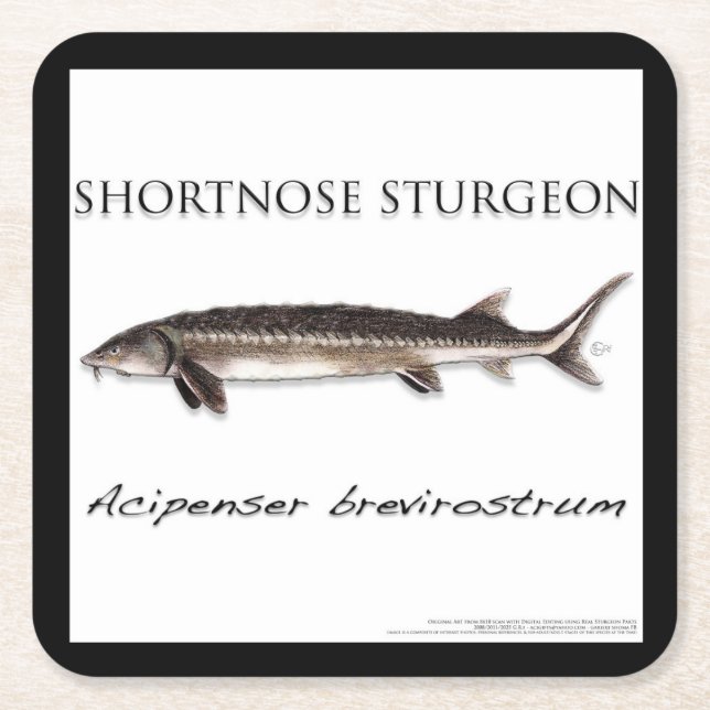 COASTER - STURGEON FISH SHORTNOSE - acigifts@yahoo Underlägg Papper Kvadrat (Framsidan)