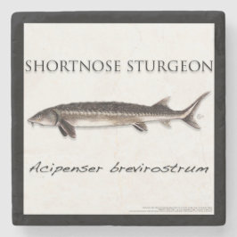 COASTER - STURGEON SHORTNOSE - acigifts@yahoo.com Stenunderlägg