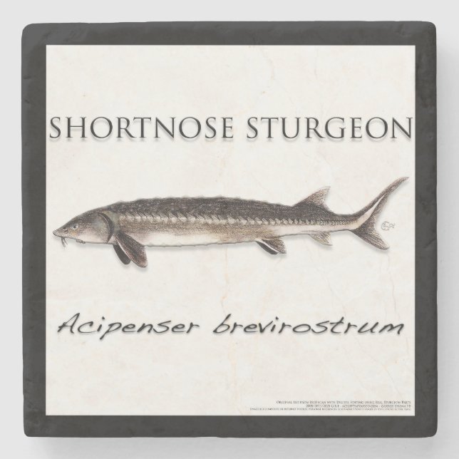 COASTER - STURGEON SHORTNOSE - acigifts@yahoo.com Stenunderlägg (Framsidan)