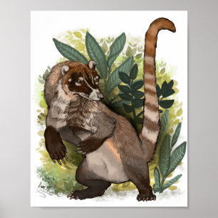 Coatamundi eller White Nested Coati Poster
