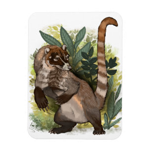 Coatamundi eller White Nposed Coati Magnet