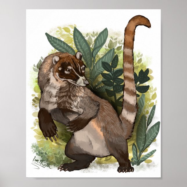 Coatamundi eller White Nposed Coati Poster (Framsidan)