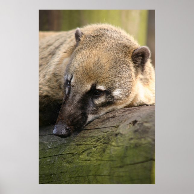 Coati Closeup Poster (Framsidan)