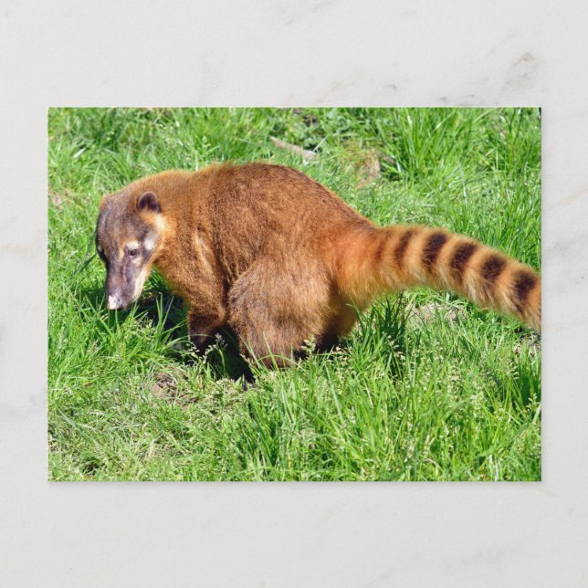 Coati på gräs helg vykort (Framsida)