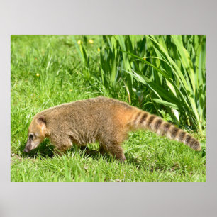 Coati på gräs poster