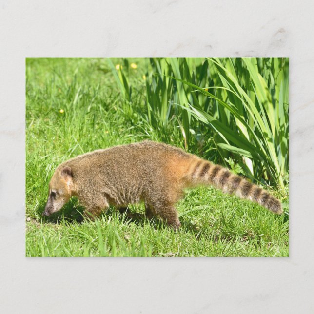Coati på gräs vykort (Framsida)