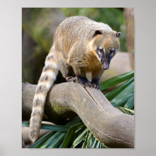 Coati på gren poster
