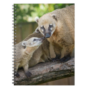 Coati Valp delar ett upphandlingstillfälle med Mor Anteckningsbok