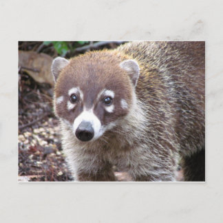 Coati vycard vykort