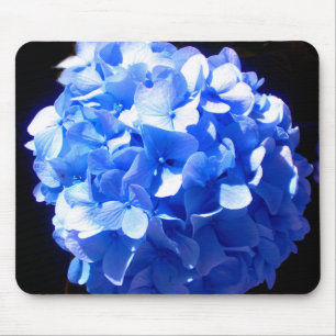 Cobalt Blue Hydrangea Musmatta