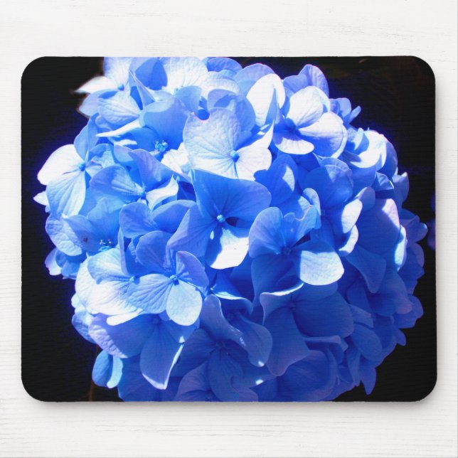 Cobalt Blue Hydrangea Musmatta (Framsidan)
