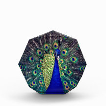Cobalt Blue Peacock