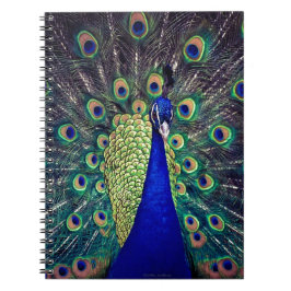 Cobalt Blue Peacock Anteckningsbok