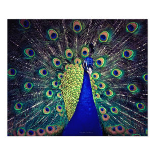 Cobalt Blue Peacock Fototryck