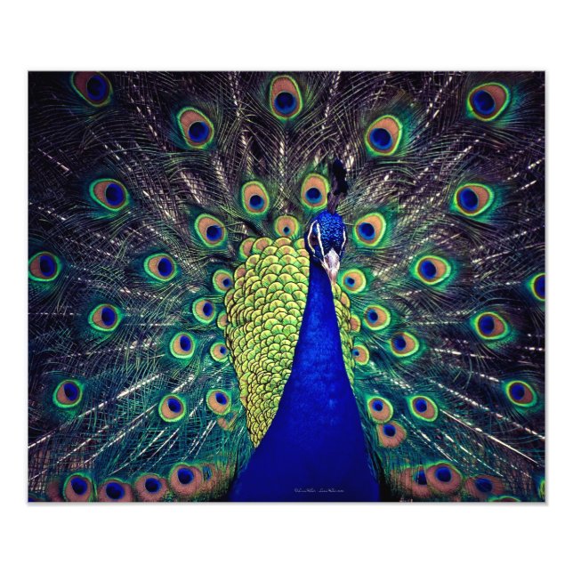 Cobalt Blue Peacock Fototryck (Framsidan)