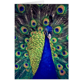Cobalt Blue Peacock Hälsningskort