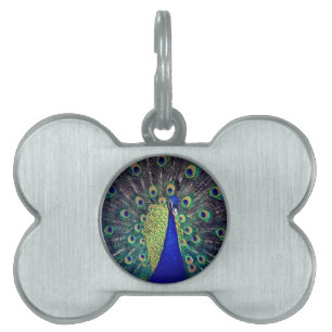 Cobalt Blue Peacock ID-bricka Husdjur
