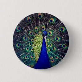 Cobalt Blue Peacock Knapp