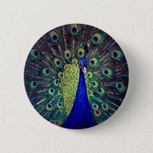 Cobalt Blue Peacock Knapp