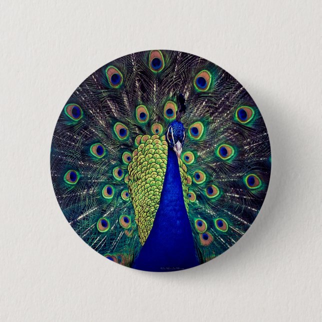 Cobalt Blue Peacock Knapp (Framsida)