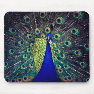 Cobalt Blue Peacock Musmatta