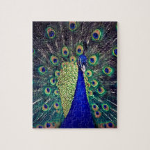 Cobalt Blue Peacock