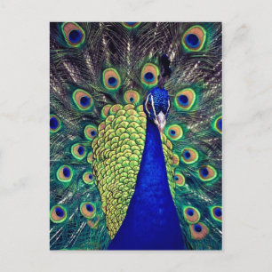 Cobalt Blue Peacock Vykort