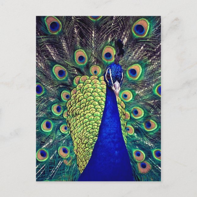 Cobalt Blue Peacock Vykort (Framsida)