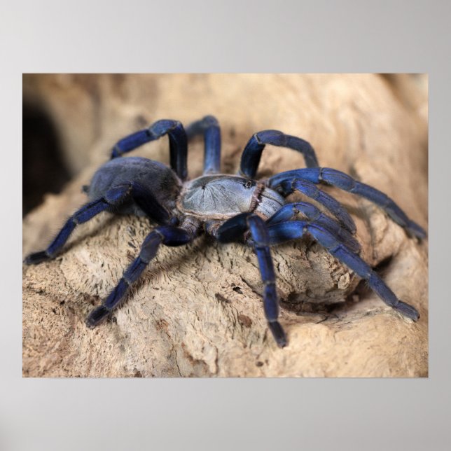 Cobalt Blue Tarantula Spider Poster (Framsidan)