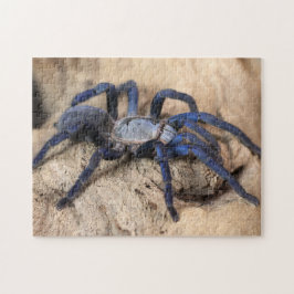 Cobalt Blue Tarantula Spider Pussel